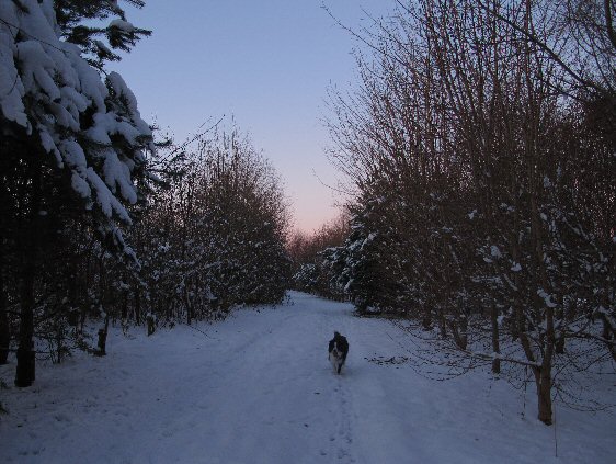 Walking the Dog