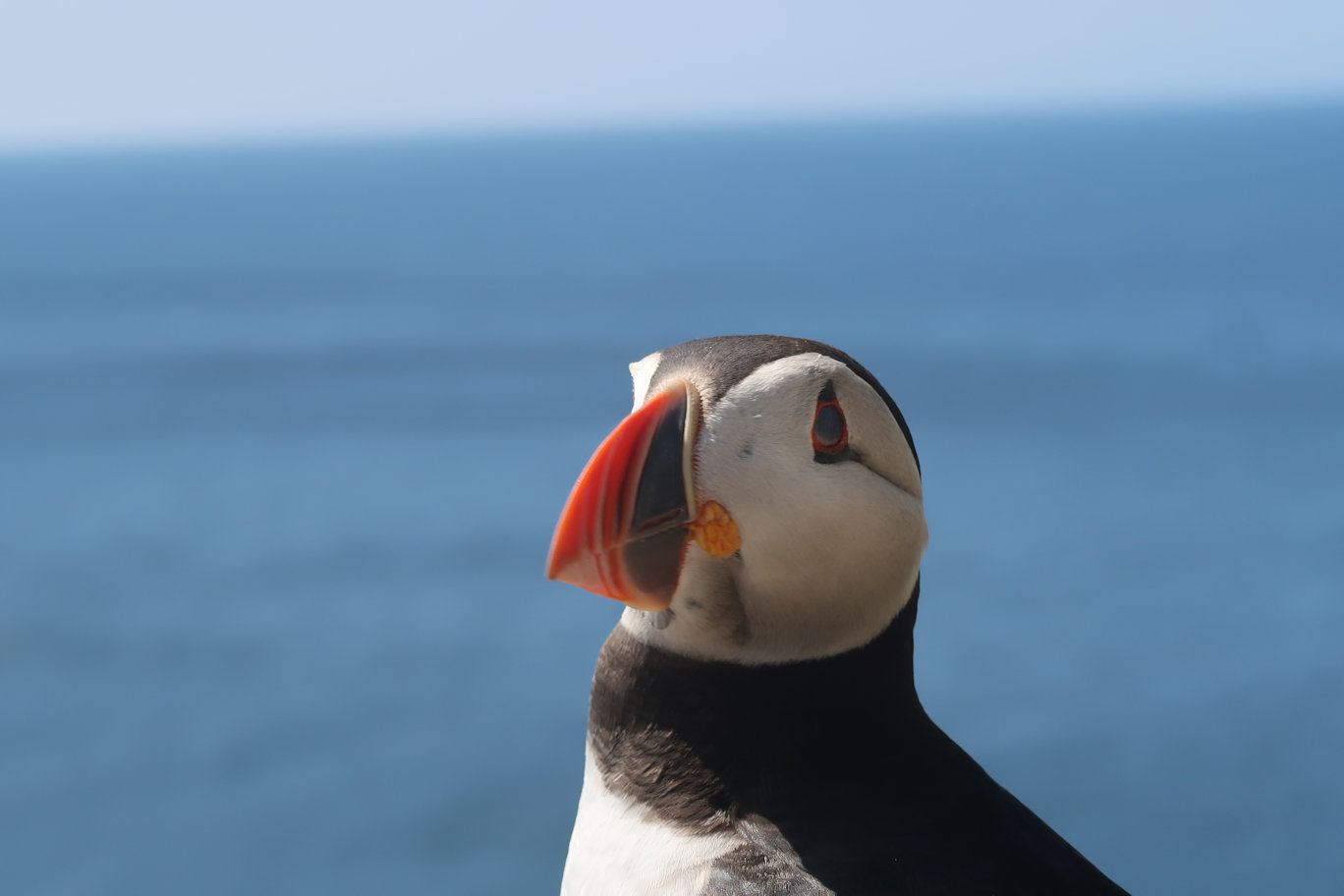 A Puffin