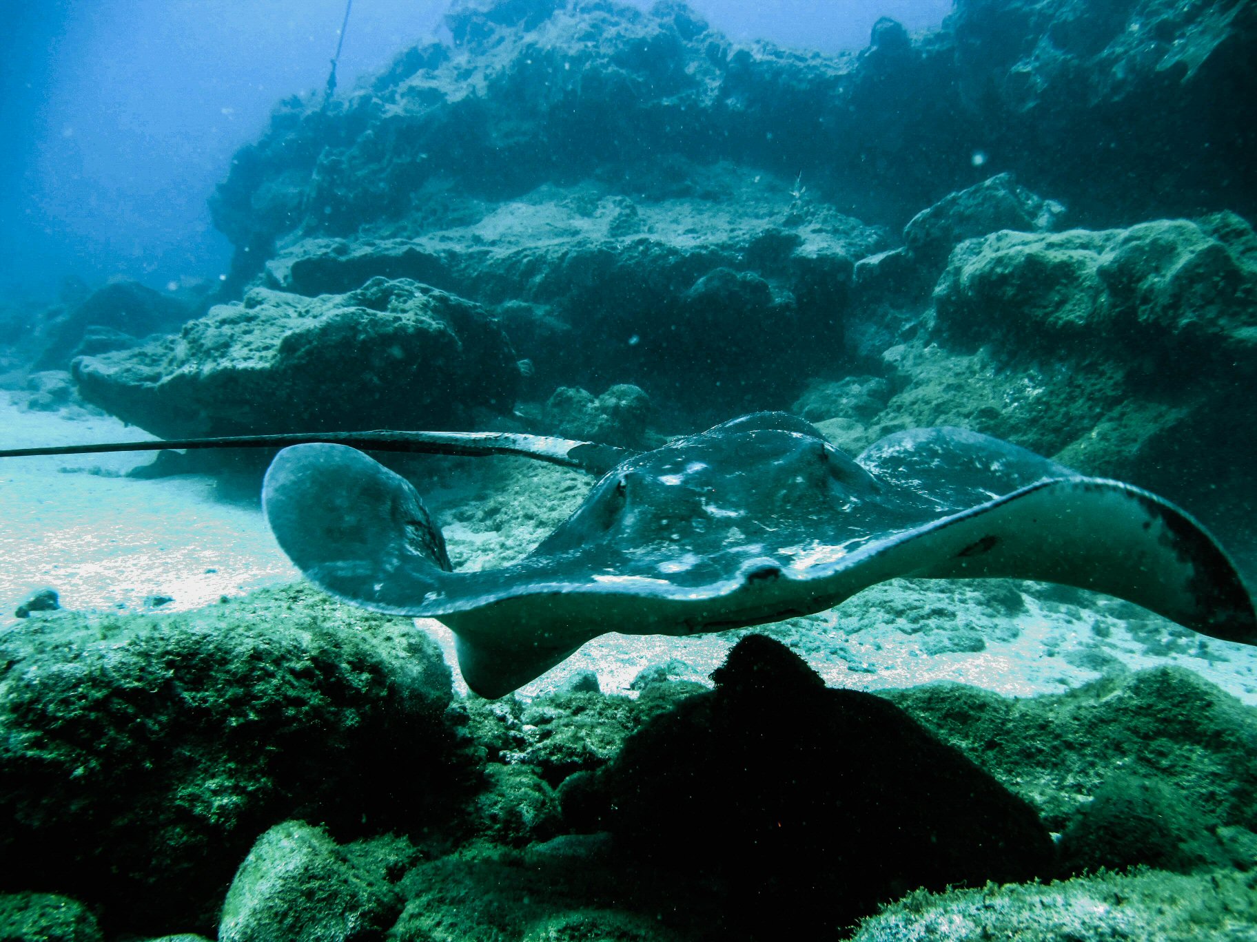 Sting Ray
