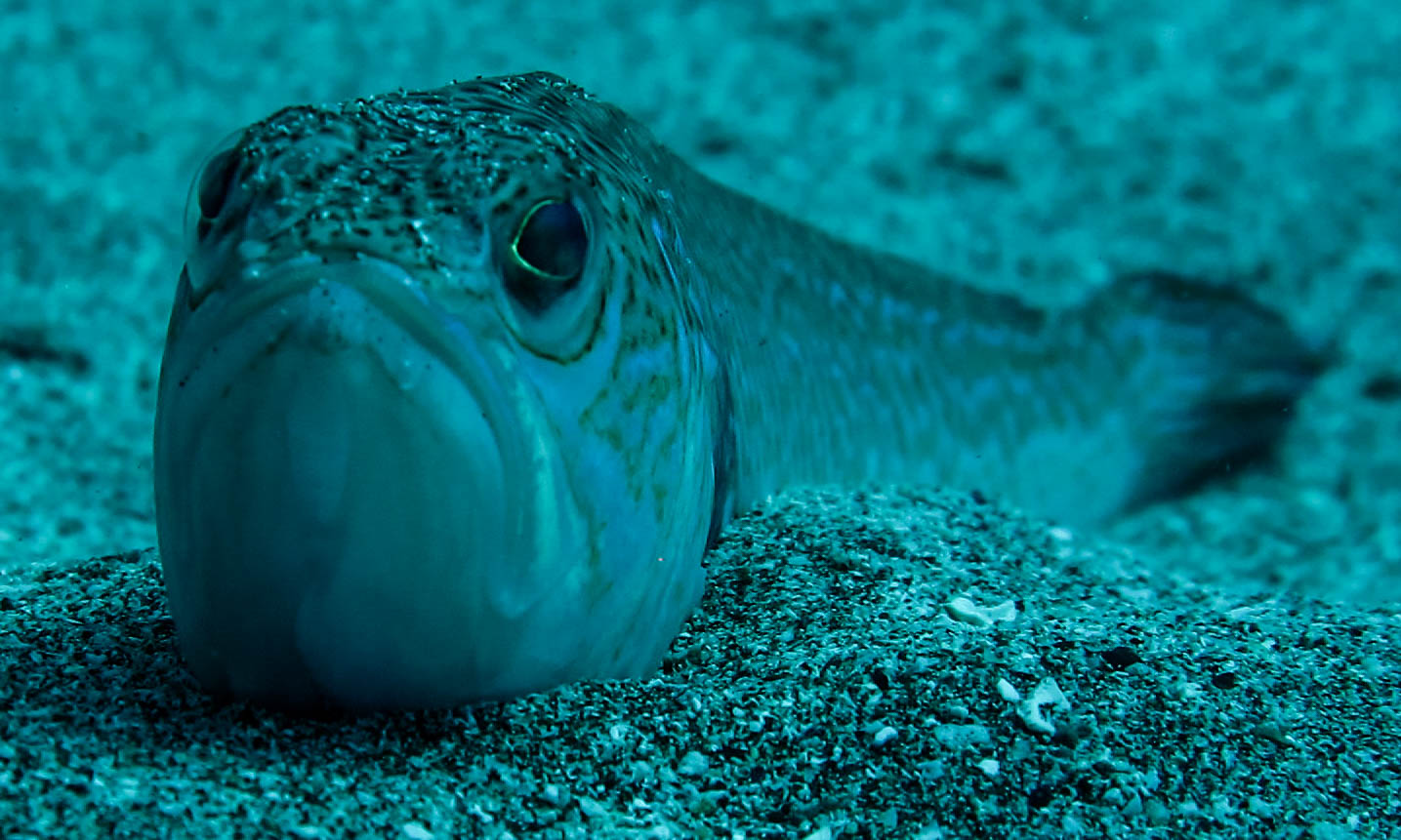 Lizard Fish