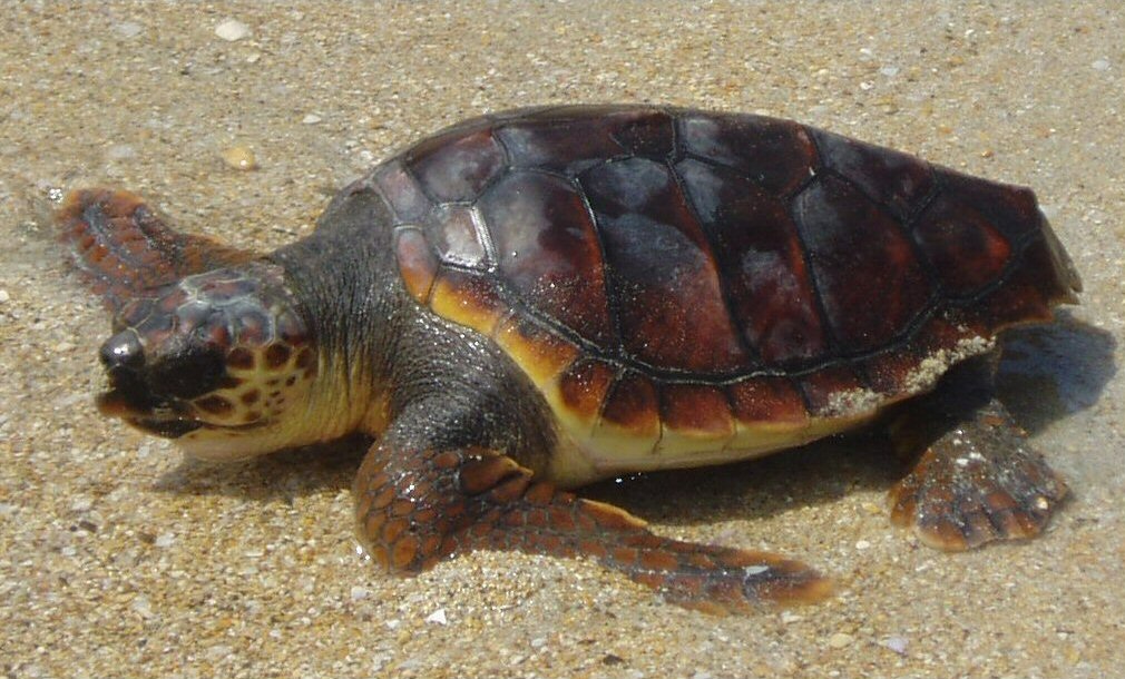 Turtles Release